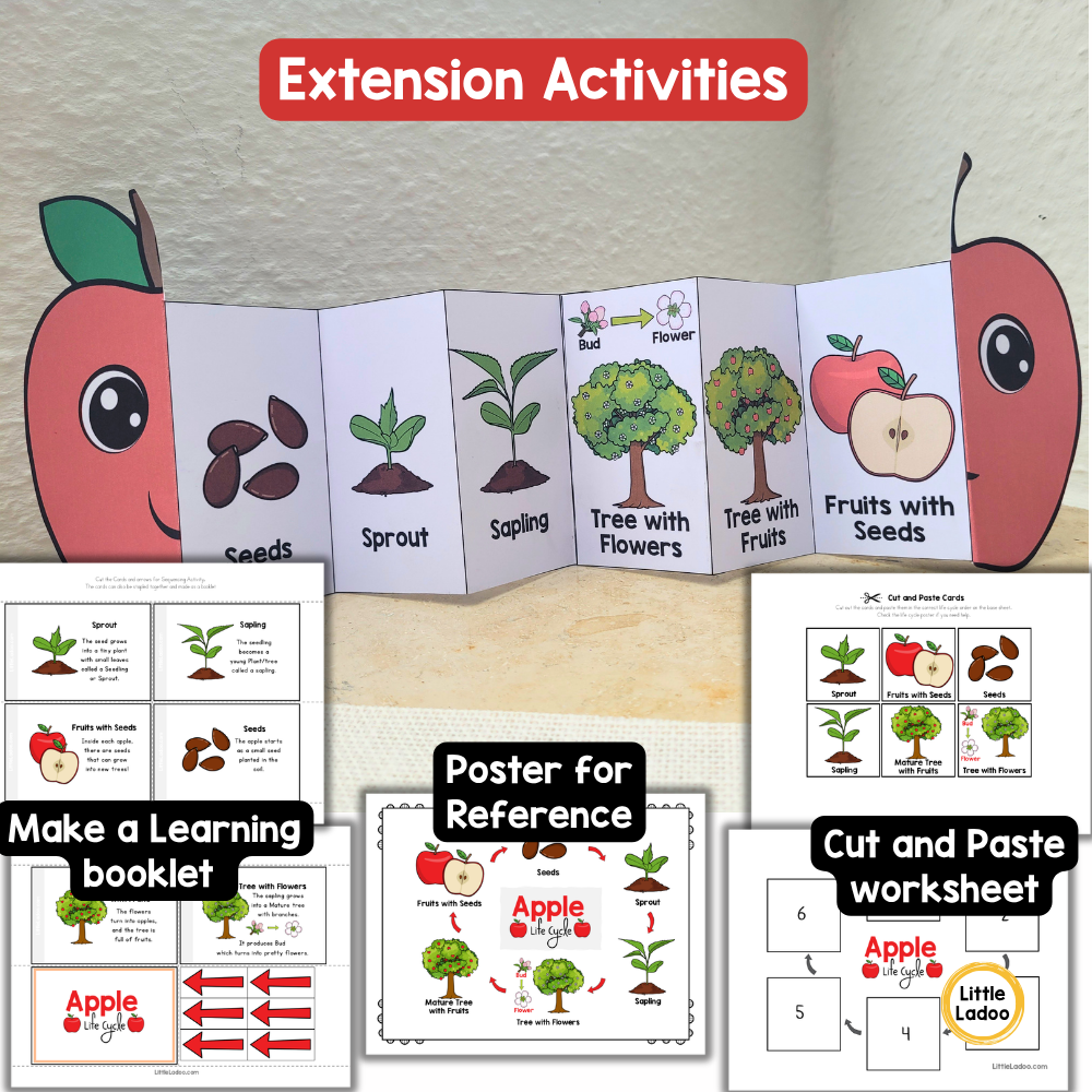 Apple Life Cycle Craft Printable | Foldable Sequencing Activity