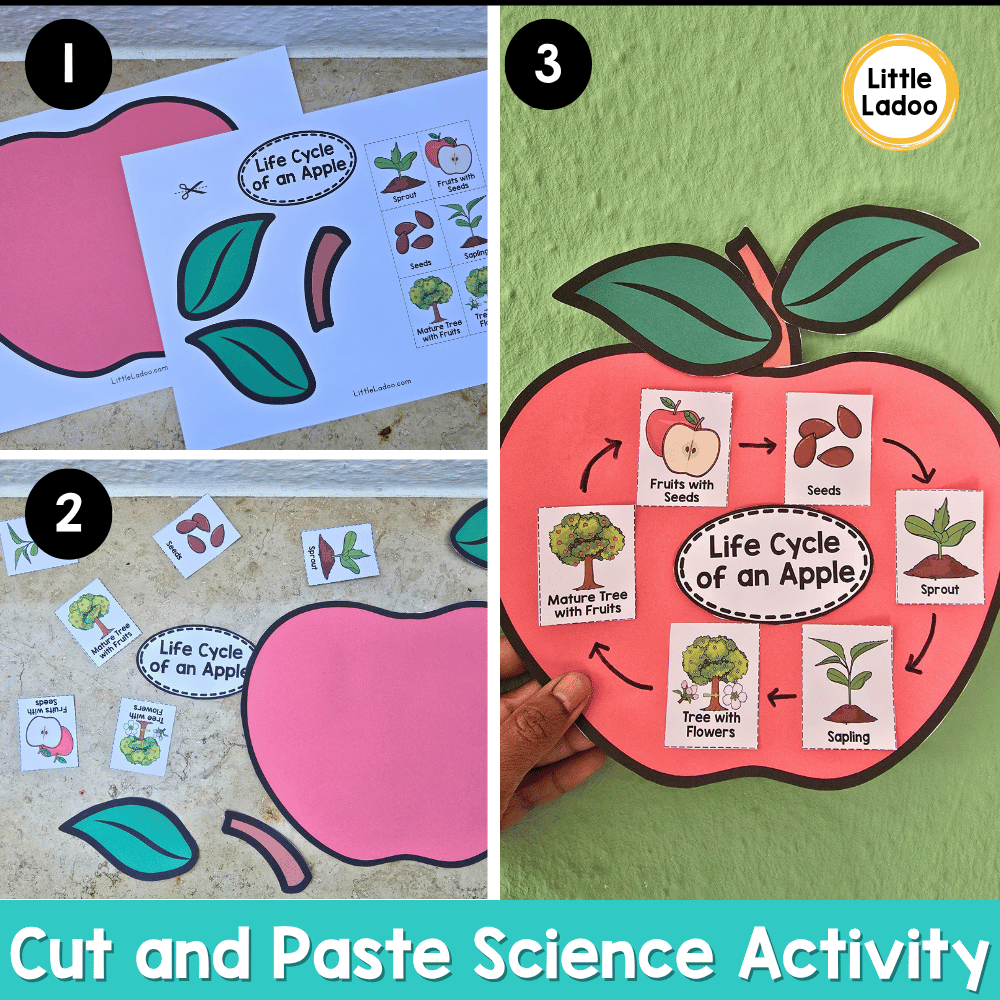 Apple Life Cycle Craft | Sequencing Cut and Paste Activity