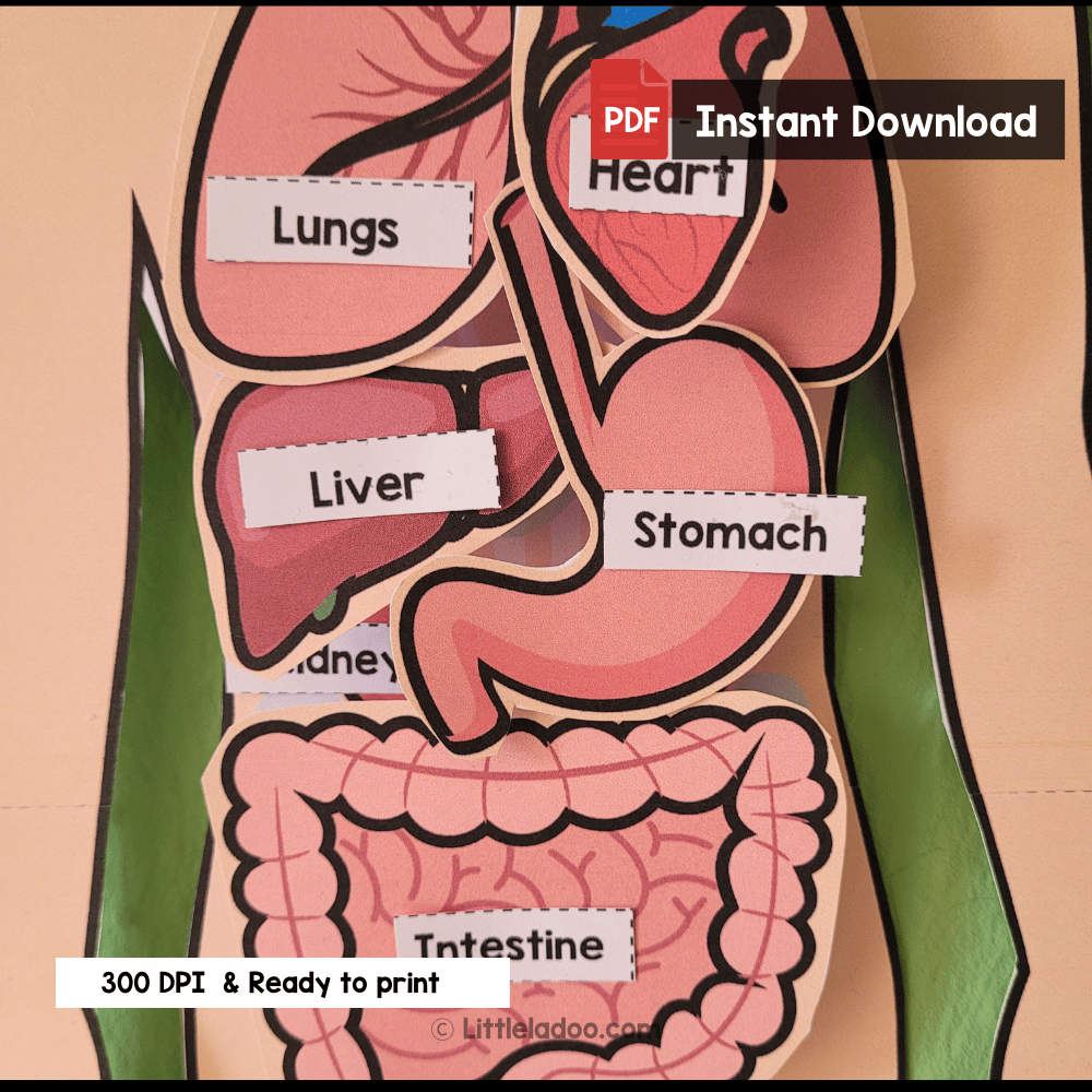 Human Body Internal Organs Craft