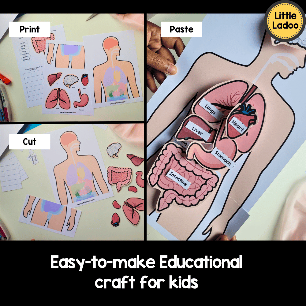 Human Body Internal Organs Craft