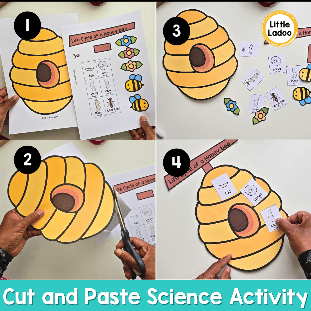 Bee Life Cycle Craft | Sequencing Cut and Paste Activity