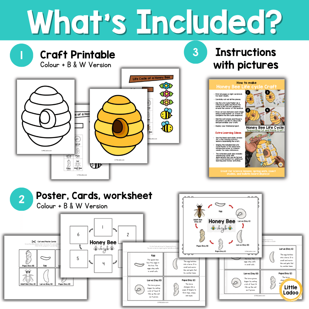 Bee Life Cycle Craft | Sequencing Cut and Paste Activity
