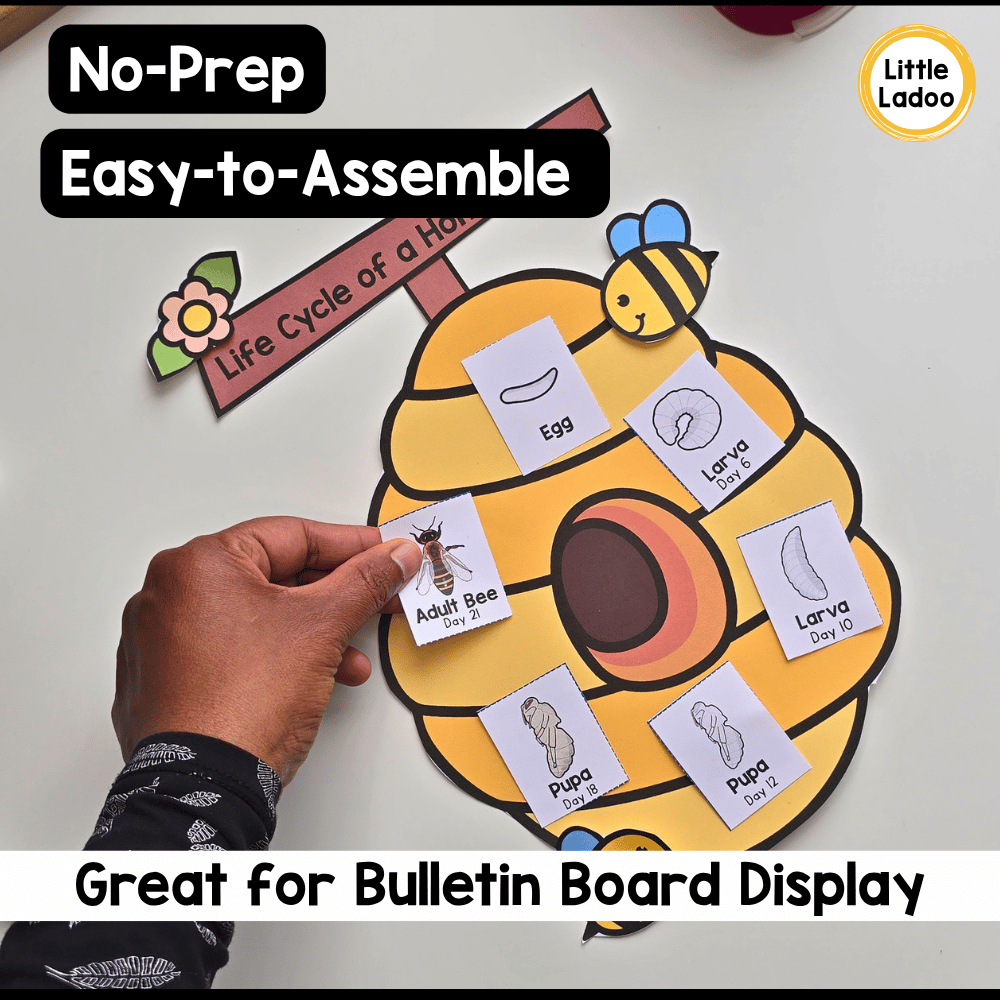 Bee Life Cycle Craft | Sequencing Cut and Paste Activity