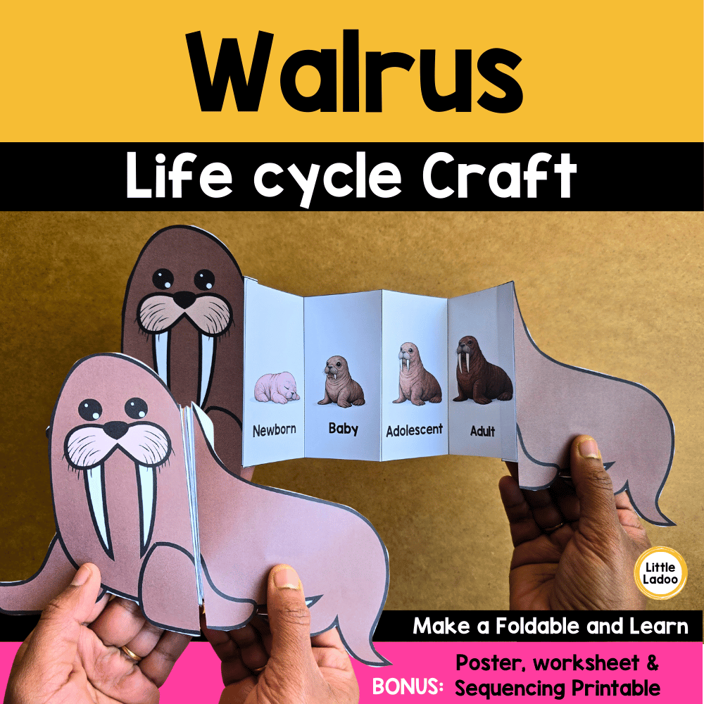Walrus Life Cycle Craft Printable