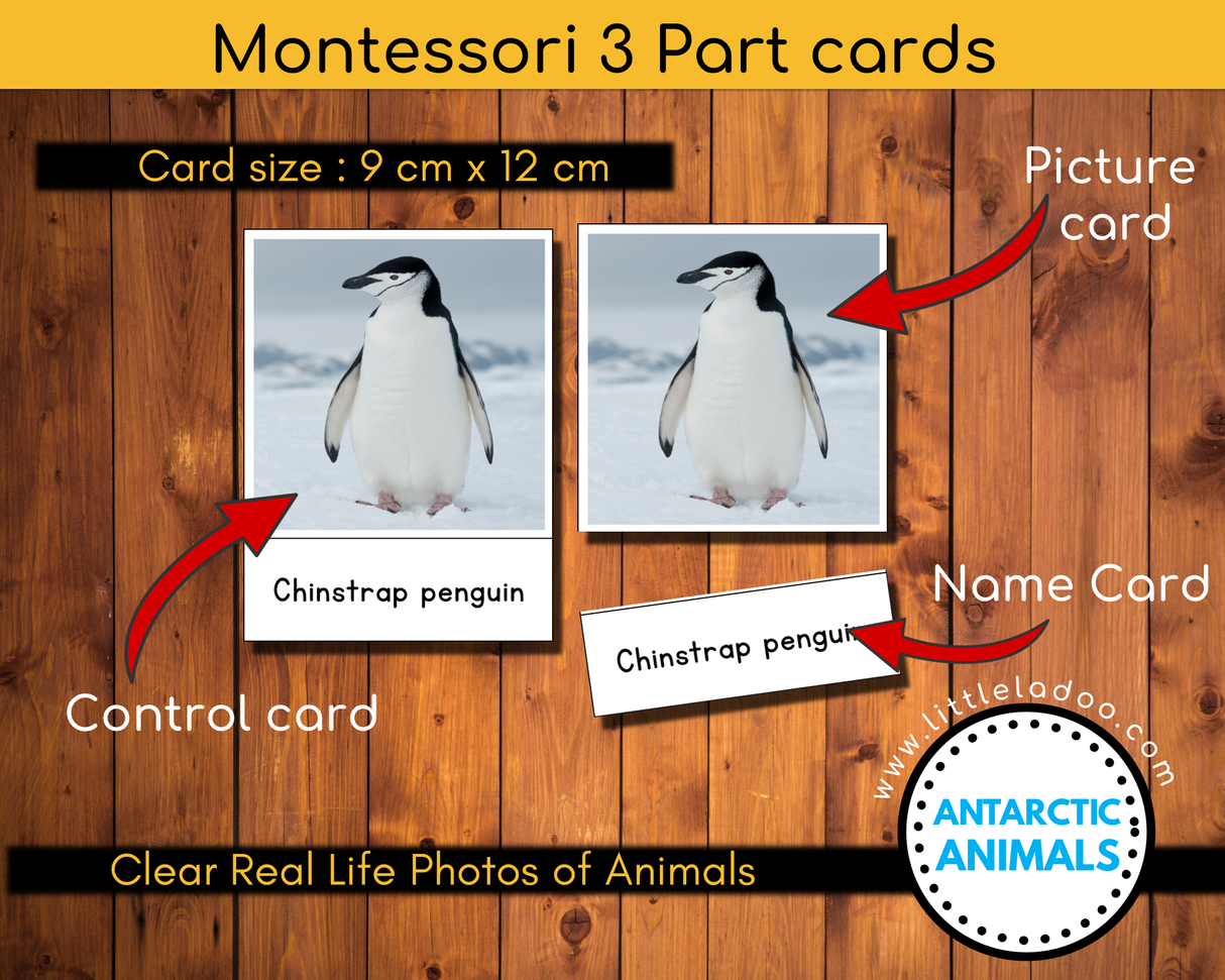 Antarctic animals 3 part card Montessori chinstrap penguin