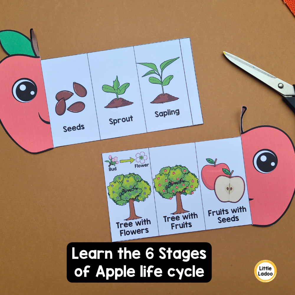 Apple Life Cycle Craft Printable | Foldable Sequencing Activity