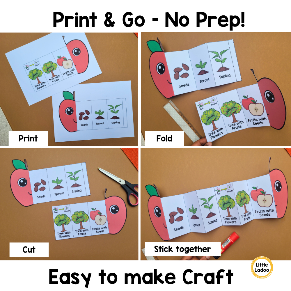 Apple Life Cycle Craft Printable | Foldable Sequencing Activity