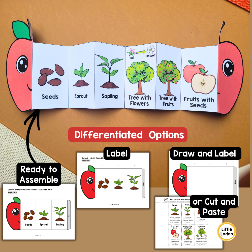 Apple Life Cycle Craft Printable | Foldable Sequencing Activity