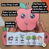Apple Life Cycle Craft Printable | Foldable Sequencing Activity