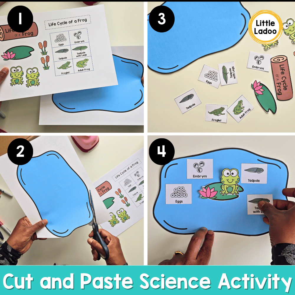 Frog Life Cycle Craft | Sequencing Cut and Paste Activity