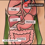 Human Body Internal Organs Craft