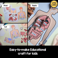 Human Body Internal Organs Craft