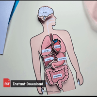 Human Body Internal Organs Craft