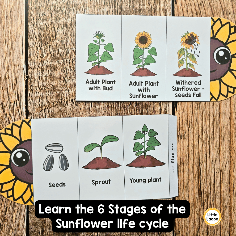 Sunflower Life Cycle Craft Printable | Foldable Sequencing Activity