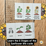Sunflower Life Cycle Craft Printable | Foldable Sequencing Activity