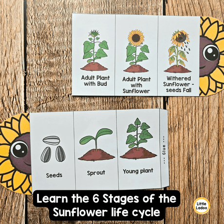 Sunflower Life Cycle Craft Printable | Foldable Sequencing Activity