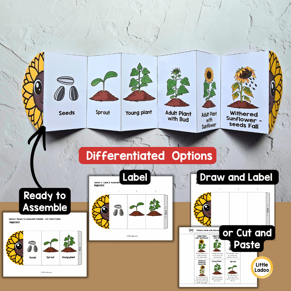 Sunflower Life Cycle Craft Printable | Foldable Sequencing Activity