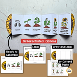 Sunflower Life Cycle Craft Printable | Foldable Sequencing Activity
