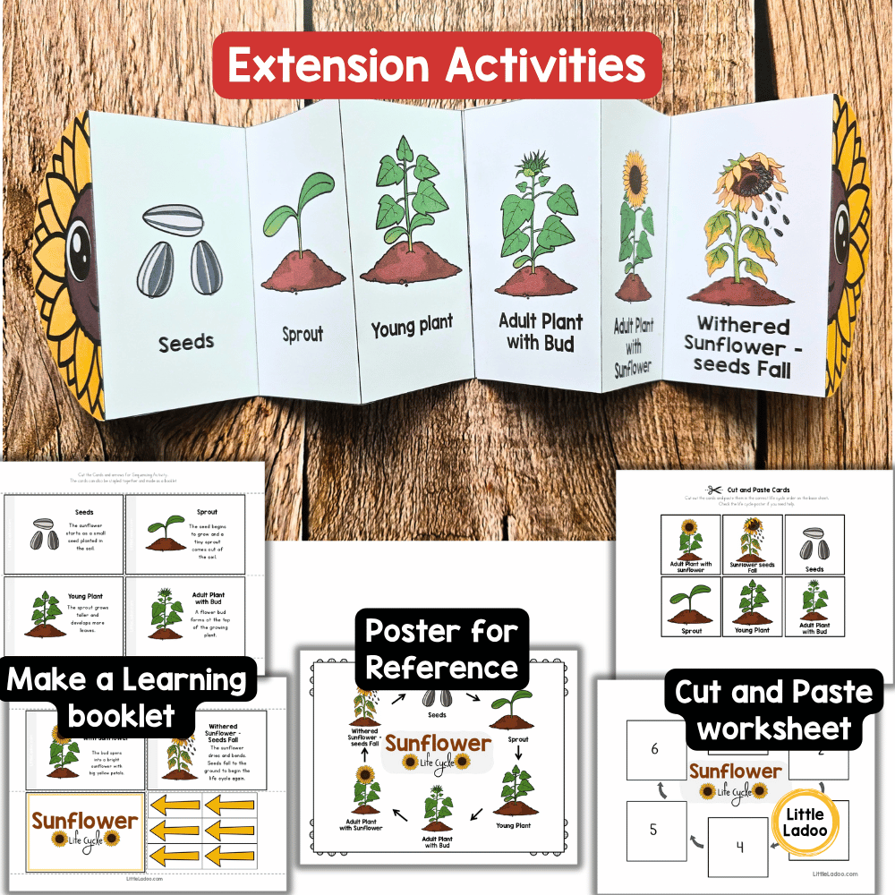 Sunflower Life Cycle Craft Printable | Foldable Sequencing Activity