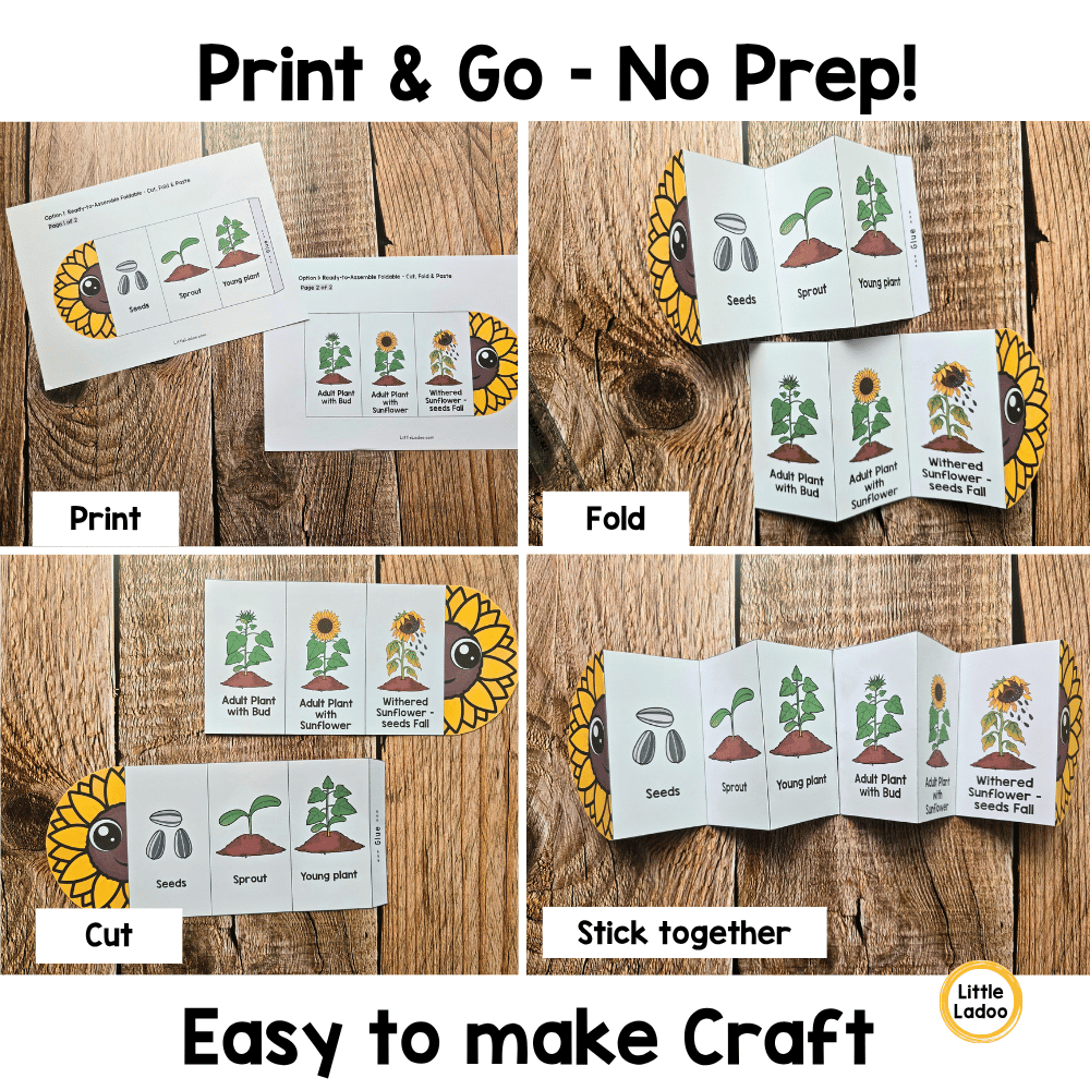 Sunflower Life Cycle Craft Printable | Foldable Sequencing Activity