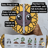 Sunflower Life Cycle Craft Printable | Foldable Sequencing Activity