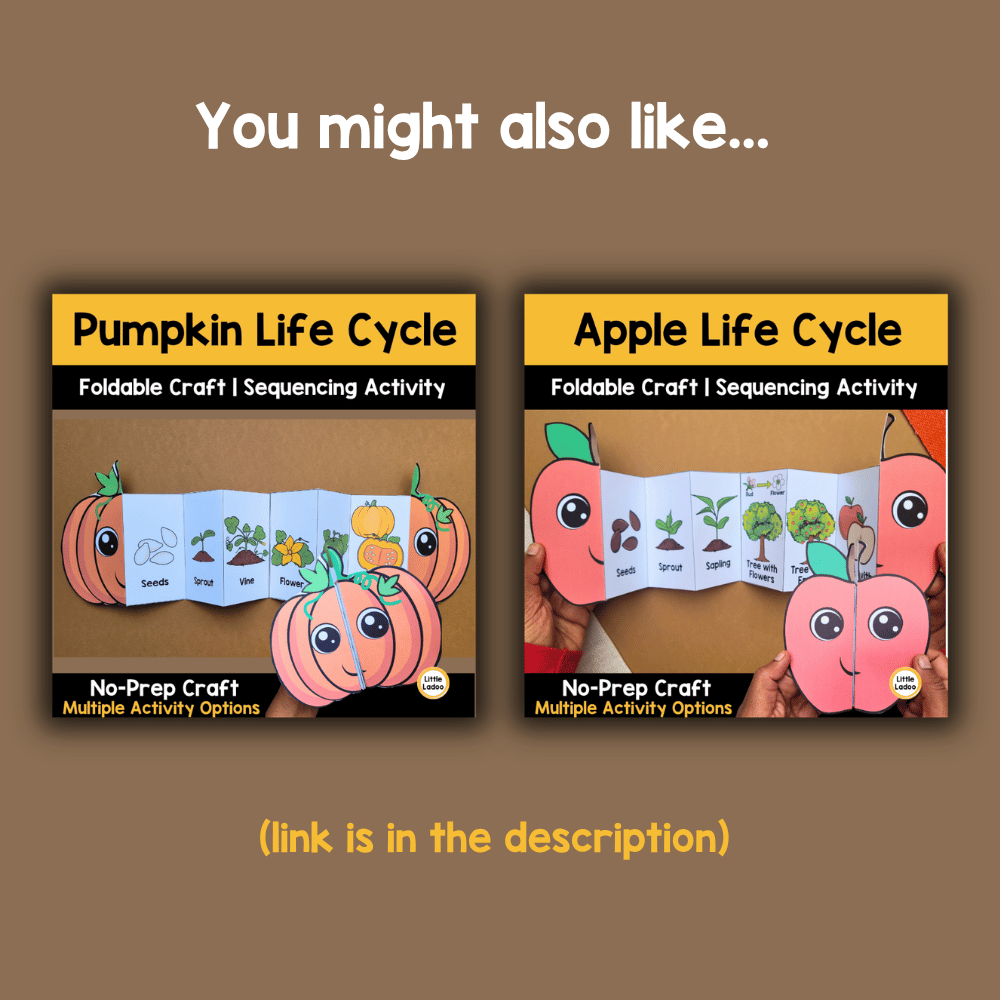 Sunflower Life Cycle Craft Printable | Foldable Sequencing Activity