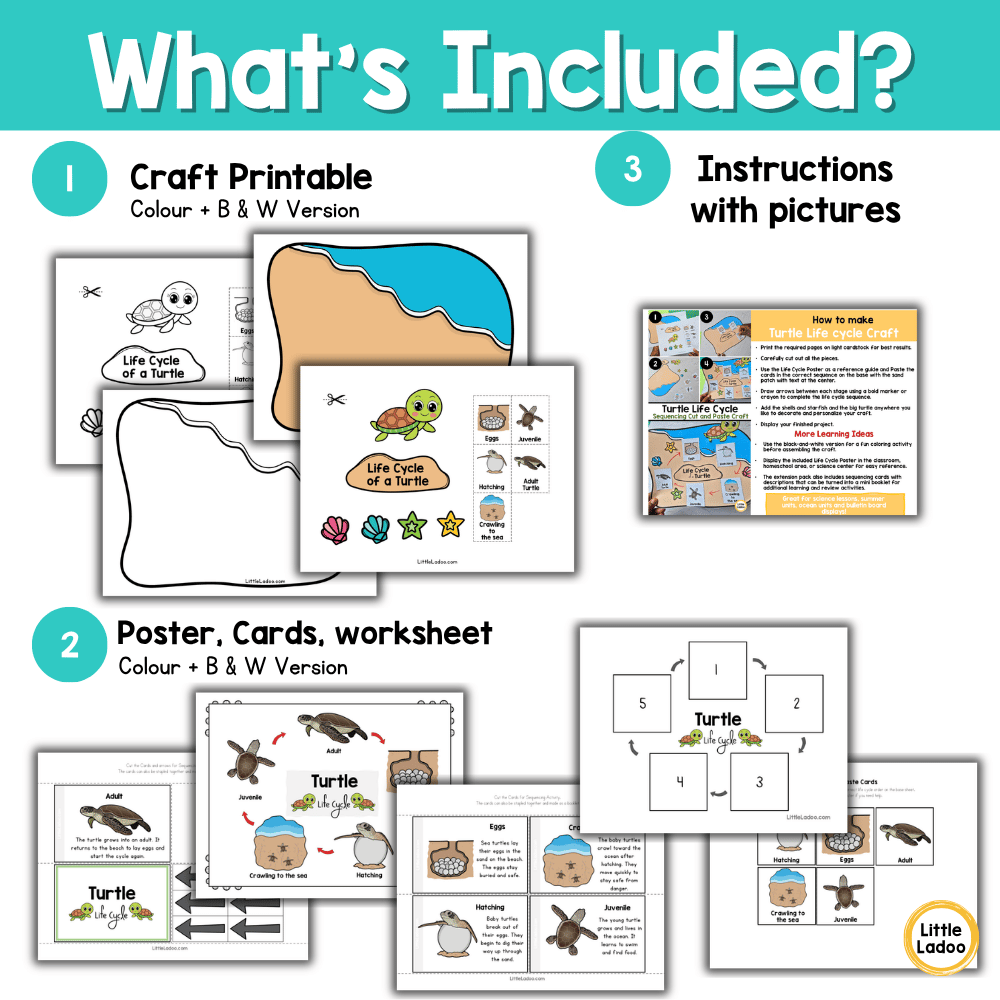 Turtle Life Cycle Craft | Sequencing Cut and Paste Activity