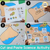 Turtle Life Cycle Craft | Sequencing Cut and Paste Activity