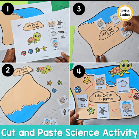 Turtle Life Cycle Craft | Sequencing Cut and Paste Activity