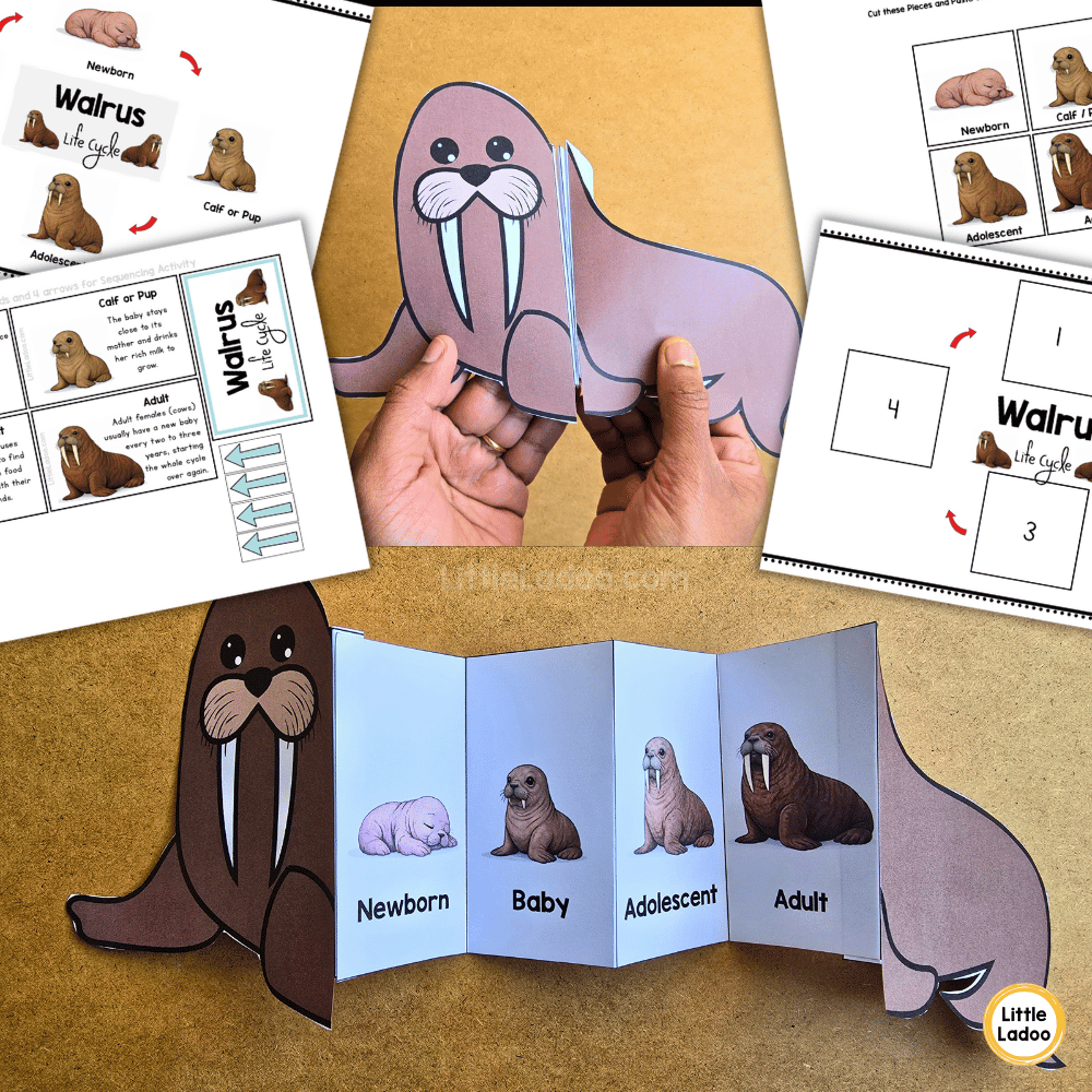 Walrus Life Cycle Craft Printable