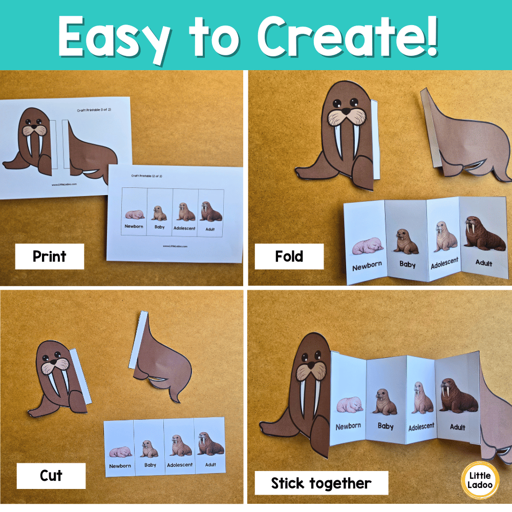 Walrus Life Cycle Craft Printable