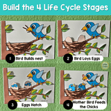 Spring Bird Nest Craft – Life Cycle of a Bird Activity