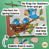 Spring Bird Nest Craft – Life Cycle of a Bird Activity