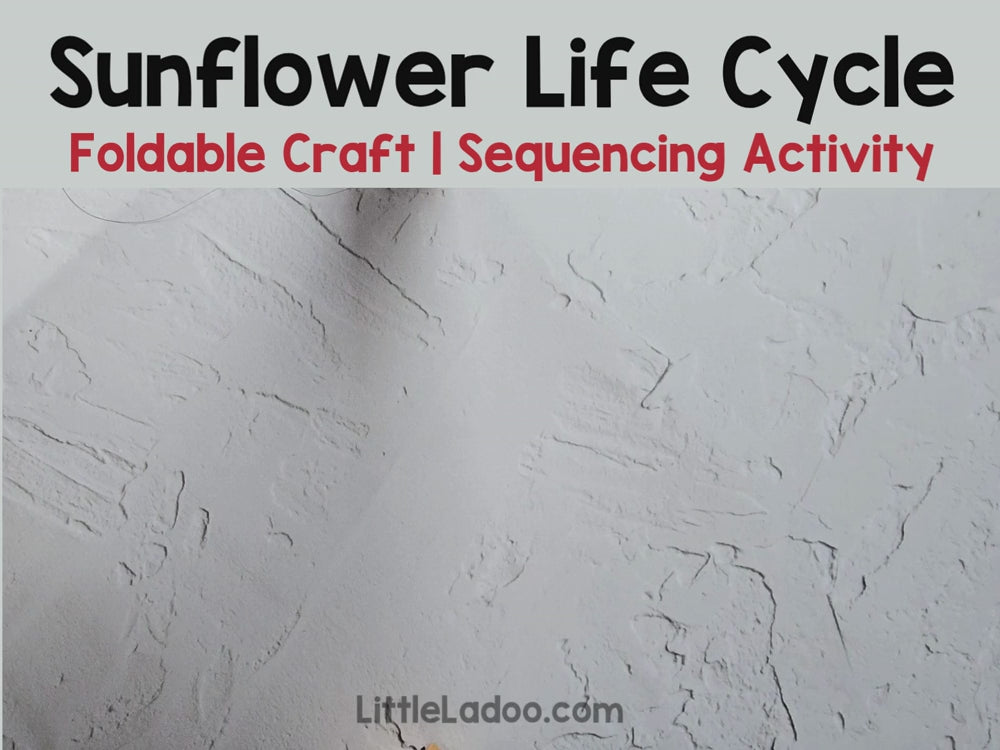 Sunflower Life Cycle Craft Printable | Foldable Sequencing Activity
