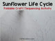 Sunflower Life Cycle Craft Printable | Foldable Sequencing Activity