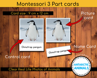 Antarctic  animals 3 part card Montessori chinstrap penguin