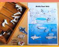 Arctic Food Web - Interactive Learning Page