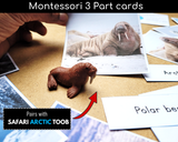 Arctic animals 3 part cards Walrus safari toob