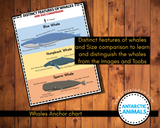 Antarctic Animals 3 Part Cards {10 cards}