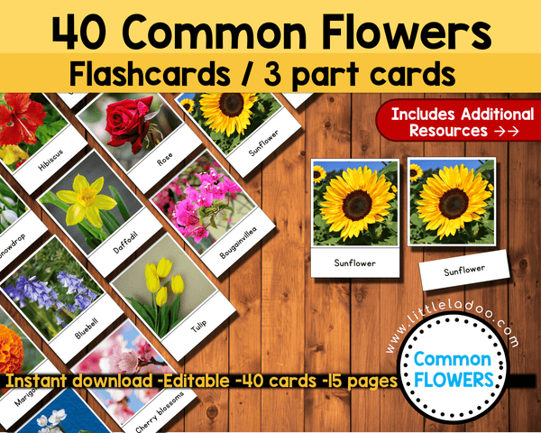 Flowers Flashcards, 3 part cards, flowers photo with name, flowers real pictures, Flowers PDF