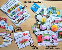 Flowers Real picture cards, Flower chart, flowers poster, Flowers factcards, Flowers learning pack