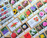Flowers Flashcards Real pictures