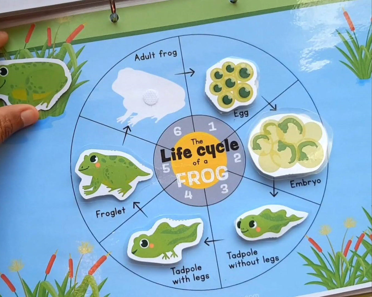 Life cycle of a frog Printable