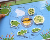 Life cycle of a frog Printable