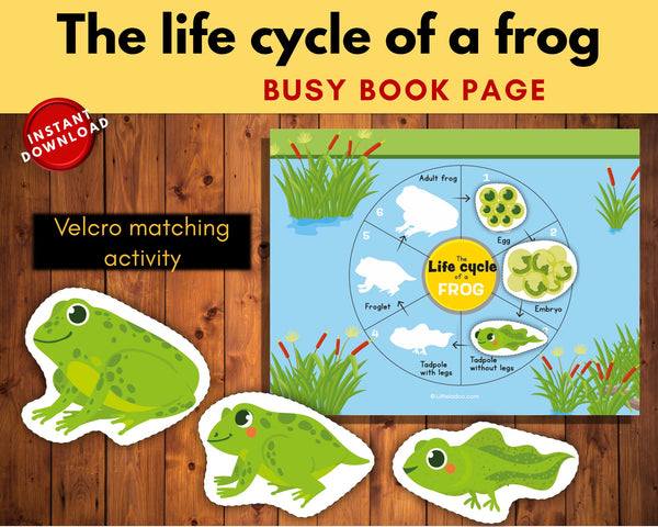 Life cycle of a frog Printable