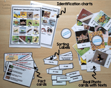 MiniBeasts Flashcard Printable