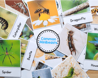 MiniBeasts Flashcard Printable