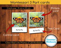 MiniBeasts Flashcard Printable